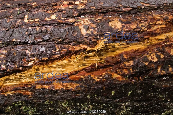 : Windstorm damage, Stanley Park, British : Windstorm damage, Stanley Park, British