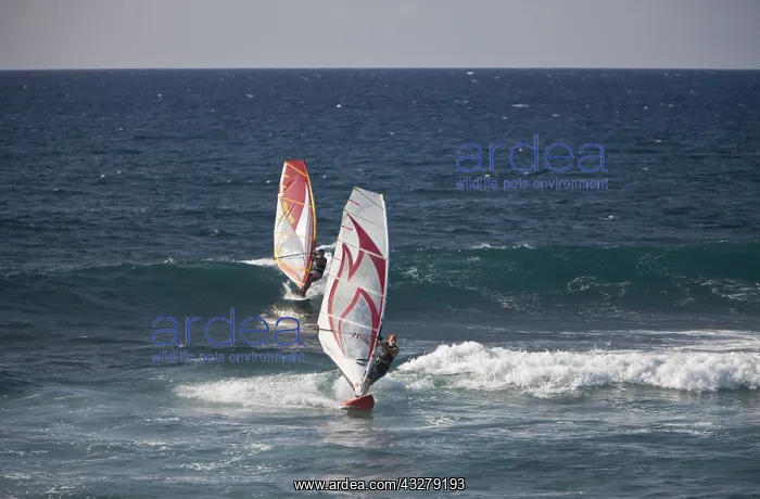 : Windsurfer am Hookipa Beach, Maui, Hawaii, USA | : Windsurfer am Hookipa Beach, Maui, Hawaii, USA |
