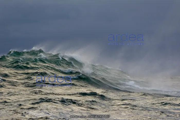 : Windswept Waves : Windswept Waves