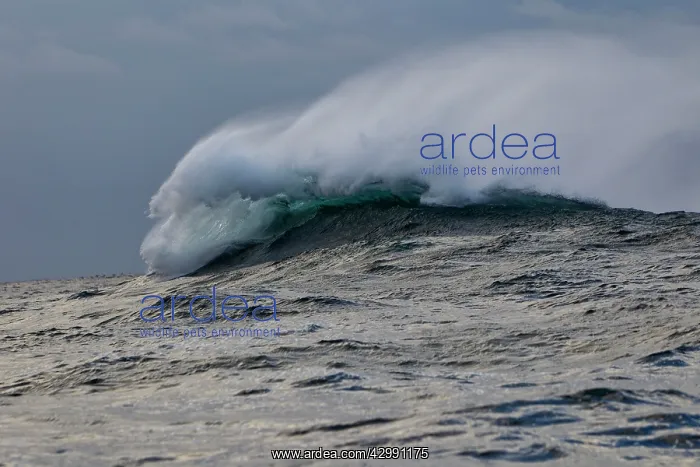 : Windswept Waves : Windswept Waves