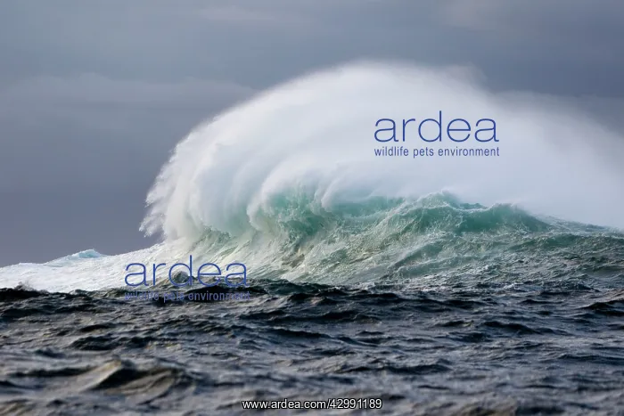 : Windswept Waves : Windswept Waves