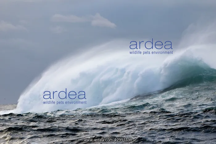 : Windswept Waves : Windswept Waves