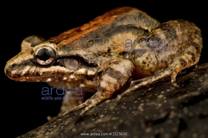 : Windward ditch frog (Leptodactylus validus), on : Windward ditch frog (Leptodactylus validus), on