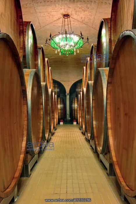  : Wine Barrel room, Castle Banfi, Tuscany