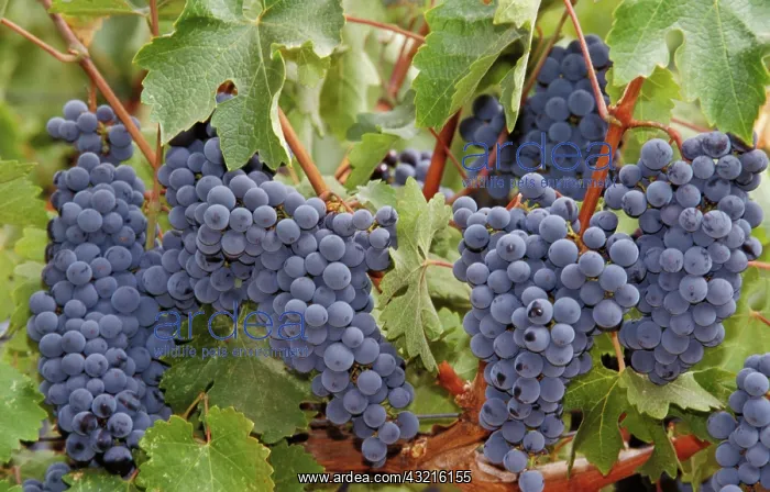 : Wine grapes, Napa Valley : Wine grapes, Napa Valley