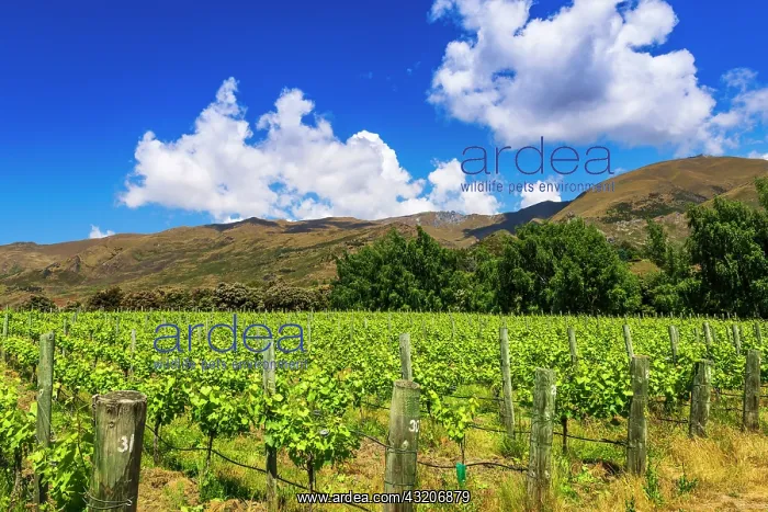 : Wine grapes at Rippon Vineyard on the shore of Lake : Wine grapes at Rippon Vineyard on the shore of Lake