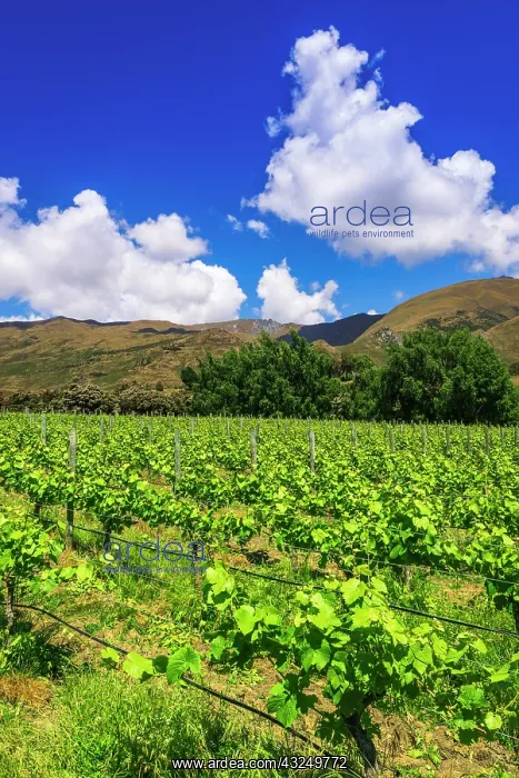 : Wine grapes at Rippon Vineyard on the shore of Lake : Wine grapes at Rippon Vineyard on the shore of Lake