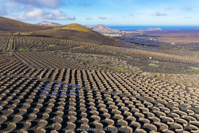 : Wine-growing area La Geria, near Yaiza, drone shot : Wine-growing area La Geria, near Yaiza, drone shot