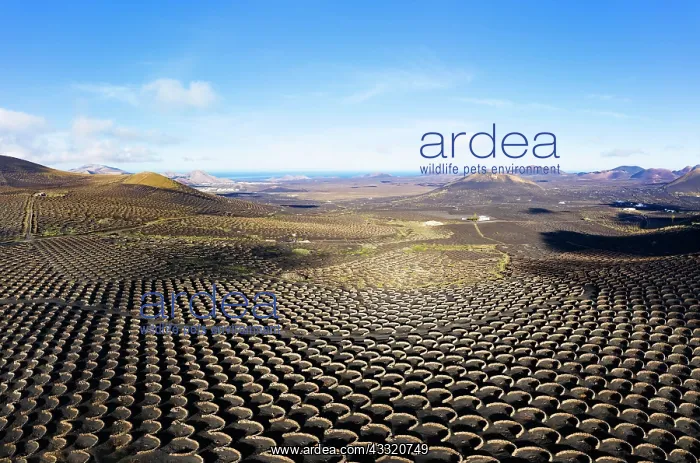 : Wine-growing area La Geria, near Yaiza, drone shot : Wine-growing area La Geria, near Yaiza, drone shot