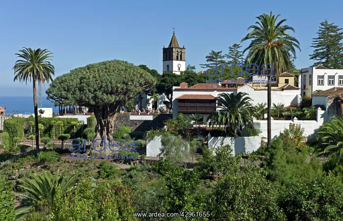 : The wine-tasting area of Icod de los Vinos, with : The wine-tasting area of Icod de los Vinos, with