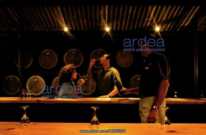 : Wine tasting at McGuigan Brothers Hunter Valley : Wine tasting at McGuigan Brothers Hunter Valley