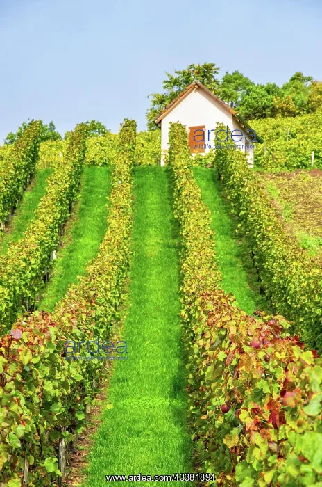: Winegrower's hut in autumn vineyard, wine-growing : Winegrower's hut in autumn vineyard, wine-growing