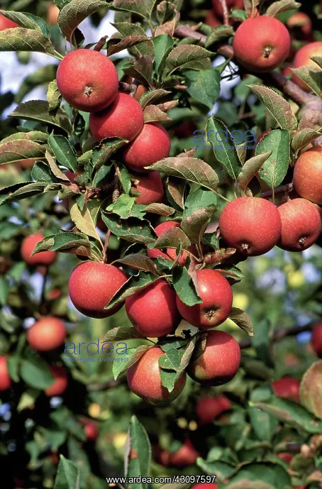 : Winesap Apples : Winesap Apples