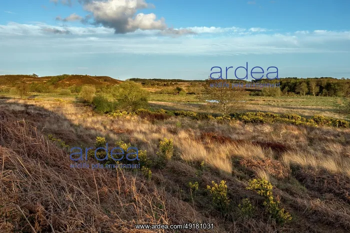  : Winfrith Heath - From Tadnoll Heath - Dorset - UK