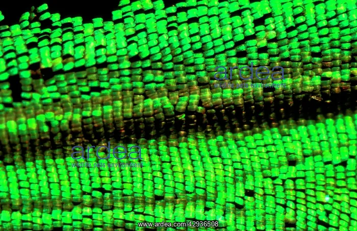 : Wing scales of male Cairns birdwing butterfly : Wing scales of male Cairns birdwing butterfly