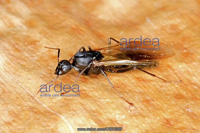 : Winged ant : Winged ant