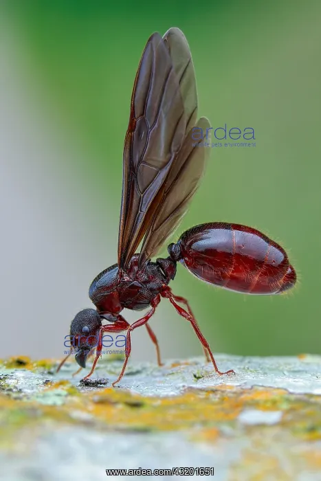 : Winged ant or alate (Formicidae - Carebara sp.) : Winged ant or alate (Formicidae - Carebara sp.)
