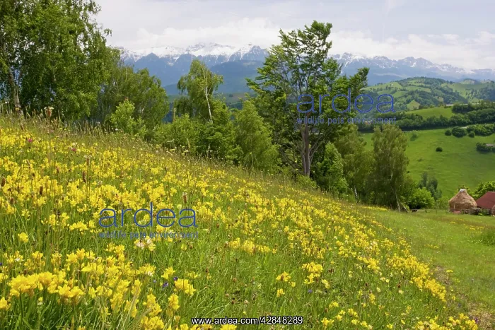 : Winged Broom - in flower - Piatra Craiulu : Winged Broom - in flower - Piatra Craiulu