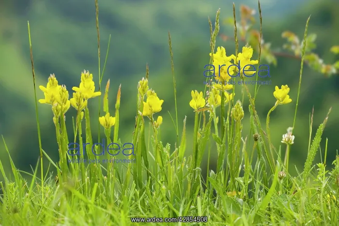  : Winged Broom - in flower - Piatra Craiulu