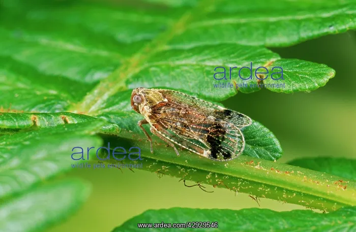 : Winged FROGHOPPER : Winged FROGHOPPER