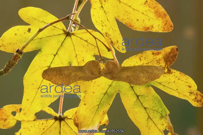 : Winged fruit, keys, and colourful autumn leaves : Winged fruit, keys, and colourful autumn leaves
