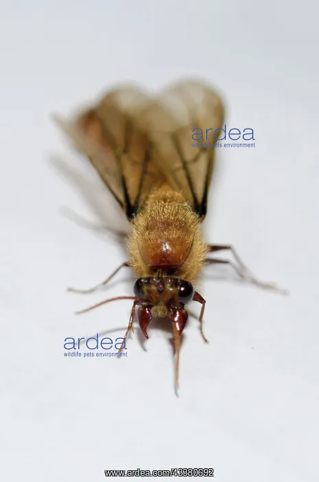 : Winged male Driver Ant : Winged male Driver Ant