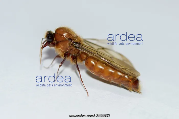 : Winged male Driver Ant : Winged male Driver Ant