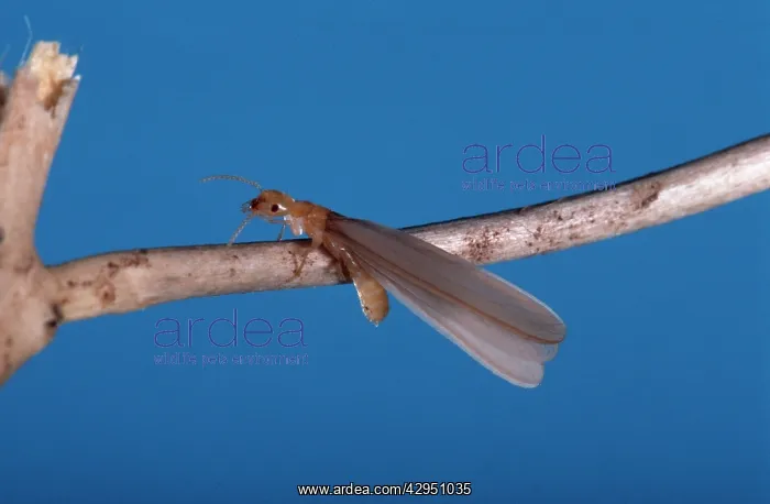: Winged Queen Termite : Winged Queen Termite