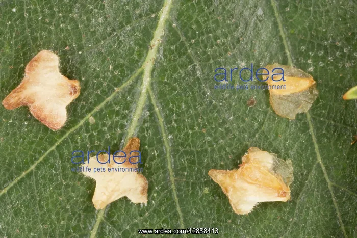 : The winged seeds of silver birch : The winged seeds of silver birch
