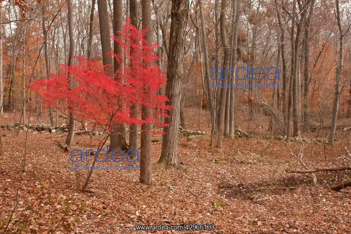 : Winged Spindle tree in Autumn (fall) - invasive : Winged Spindle tree in Autumn (fall) - invasive
