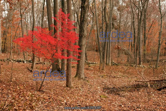 : Winged Spindle tree in Autumn (fall) - invasive : Winged Spindle tree in Autumn (fall) - invasive