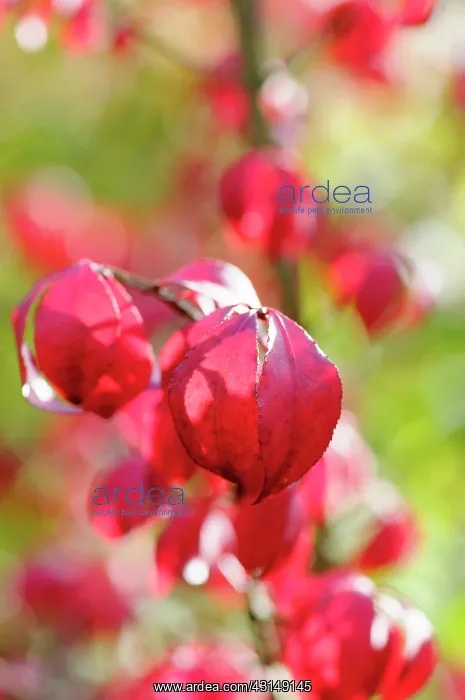 : Winged spindle tree, Euonymus alatus, Close up of red colour : Winged spindle tree, Euonymus alatus, Close up of red colour