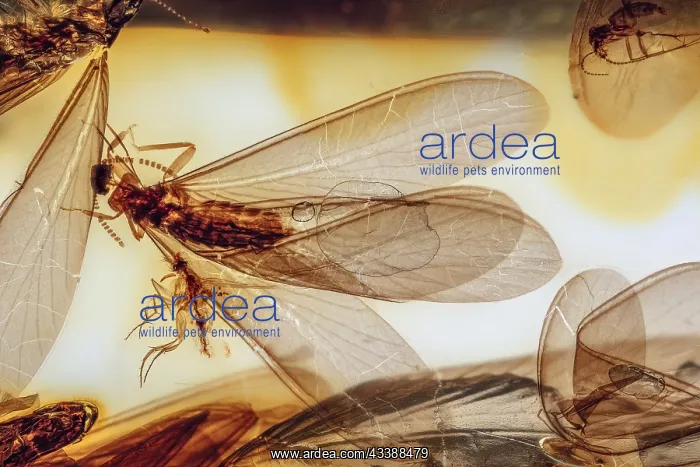 : Winged Termite in Amber, Colombia, 10 MYO Pliocene : Winged Termite in Amber, Colombia, 10 MYO Pliocene