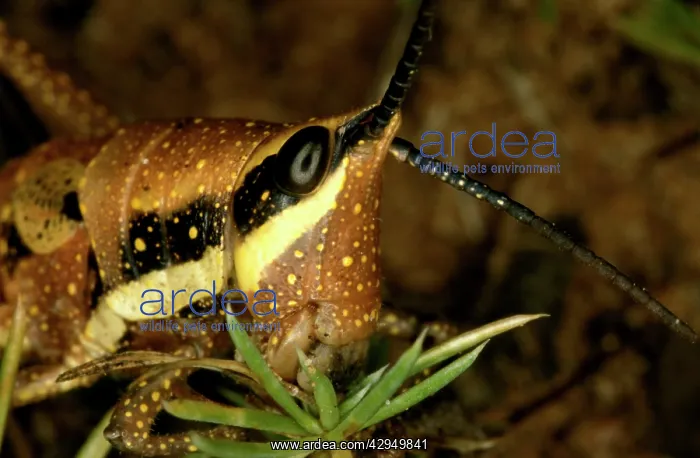 : Wingless grasshopper (fam. Pyrgomorphidae) : Wingless grasshopper (fam. Pyrgomorphidae)