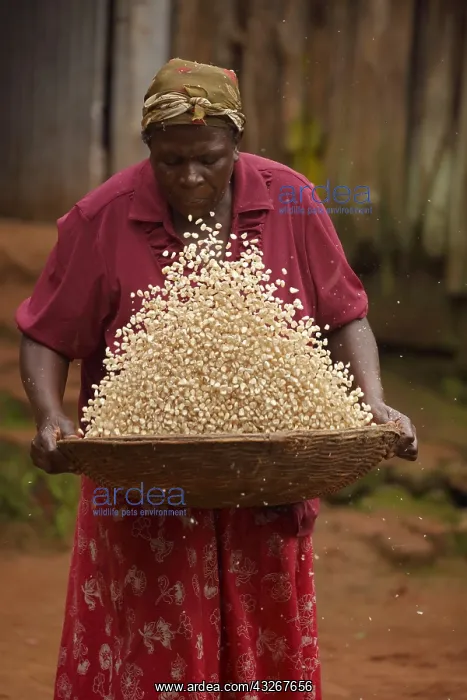 : Winnowing corn, (maize), Luhya woman, Kakamega forest : Winnowing corn, (maize), Luhya woman, Kakamega forest