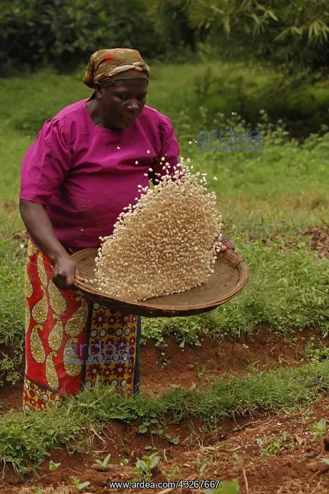 : Winnowing corn, (maize), Luhya woman, Kakamega forest : Winnowing corn, (maize), Luhya woman, Kakamega forest