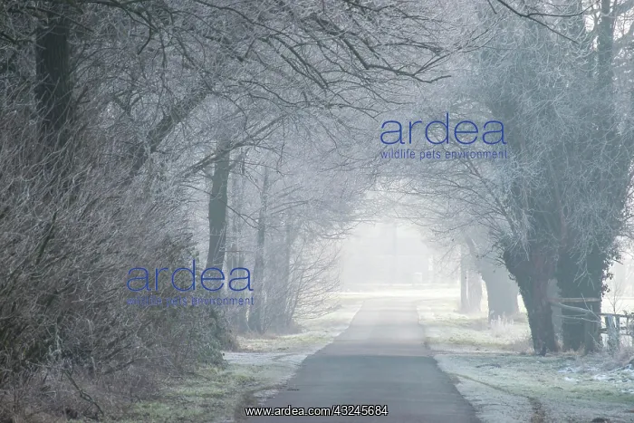 : Winter : Winter