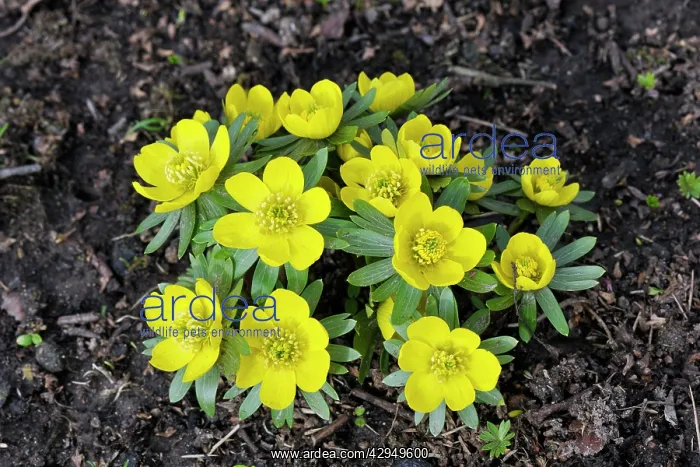 : Winter Aconite : Winter Aconite
