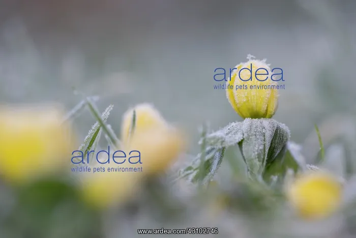 : Winter Aconite : Winter Aconite
