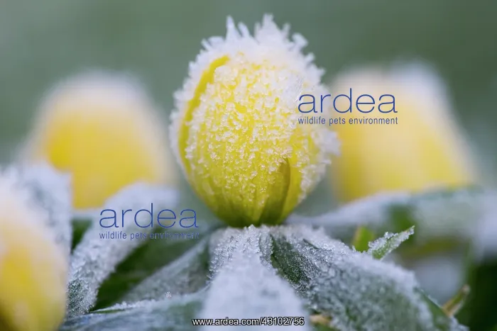  : Winter Aconite