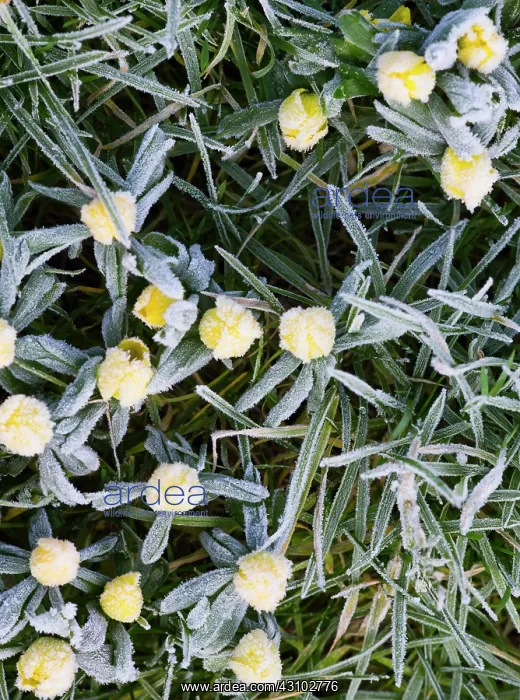 : Winter Aconite : Winter Aconite