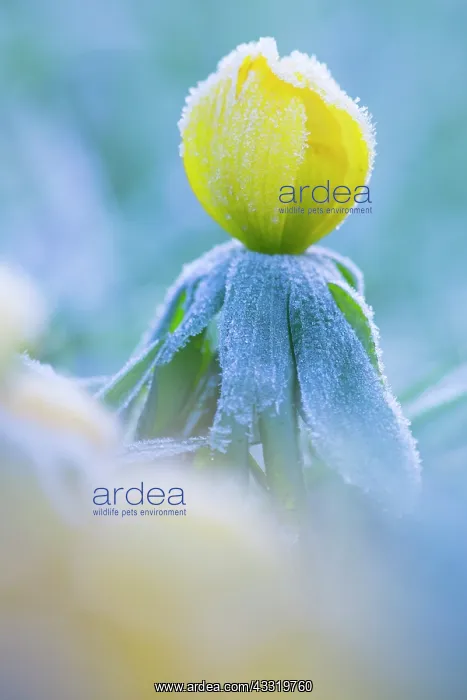 : Winter Aconite : Winter Aconite