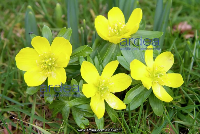 : Winter Aconite - clump of flowers : Winter Aconite - clump of flowers