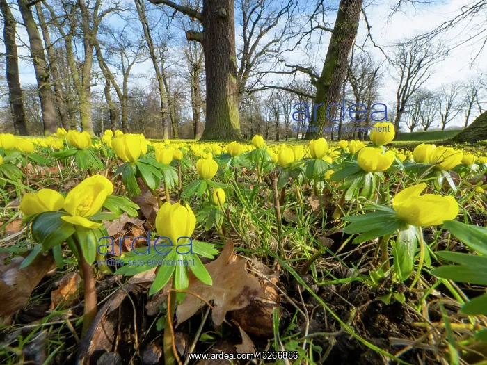 : Winter Aconite, en masse flowering in park, Hessen : Winter Aconite, en masse flowering in park, Hessen