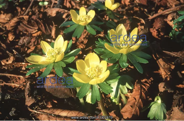 : WINTER ACONITE - flowering : WINTER ACONITE - flowering