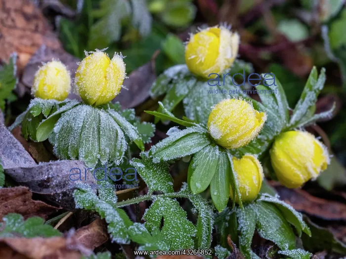 : Winter Aconite - flowering, covered in frost, Hessen : Winter Aconite - flowering, covered in frost, Hessen