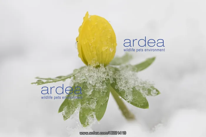 : Winter Aconite - flowering plant in snow - Germany : Winter Aconite - flowering plant in snow - Germany