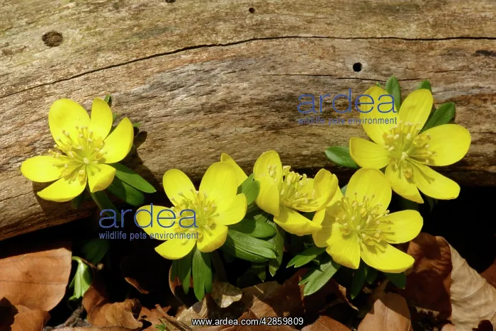 : Winter Aconite - growing in forest beneath a tree branch : Winter Aconite - growing in forest beneath a tree branch