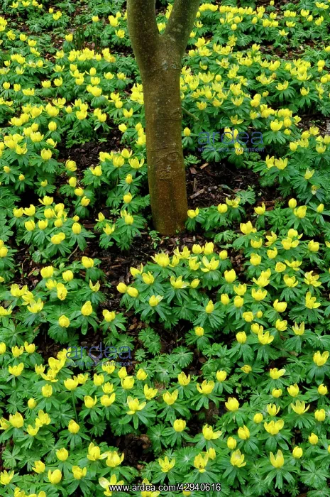 : Winter aconite - Kent garden : Winter aconite - Kent garden