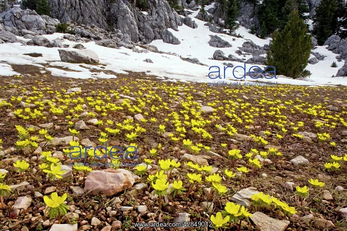  : Winter Aconite - in the large-flowered form known